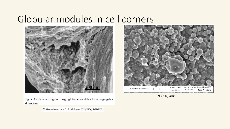 Globular modules in cell corners Zhuo Li, 2009 Globular modules in cell corners Zhuo Li, 2009