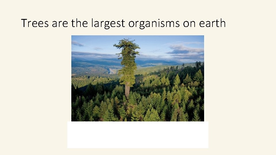 Trees are the largest organisms on earth Trees are the largest organisms on earth