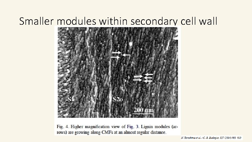 Smaller modules within secondary cell wall Smaller modules within secondary cell wall