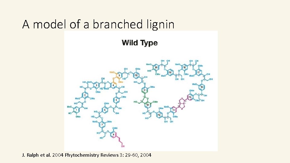 A model of a branched lignin J. Ralph et al. 2004 Phytochemistry Reviews 3: A model of a branched lignin J. Ralph et al. 2004 Phytochemistry Reviews 3:
