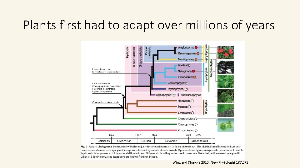 Plants first had to adapt over millions of years Wing and Chapple 2010, New Plants first had to adapt over millions of years Wing and Chapple 2010, New