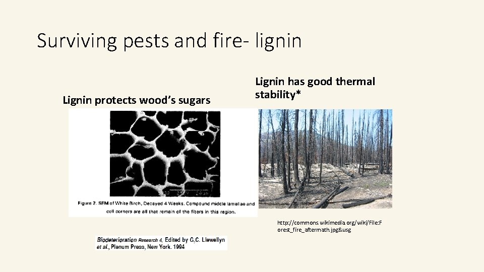 Surviving pests and fire- lignin Lignin protects wood’s sugars Lignin has good thermal stability* Surviving pests and fire- lignin Lignin protects wood’s sugars Lignin has good thermal stability*
