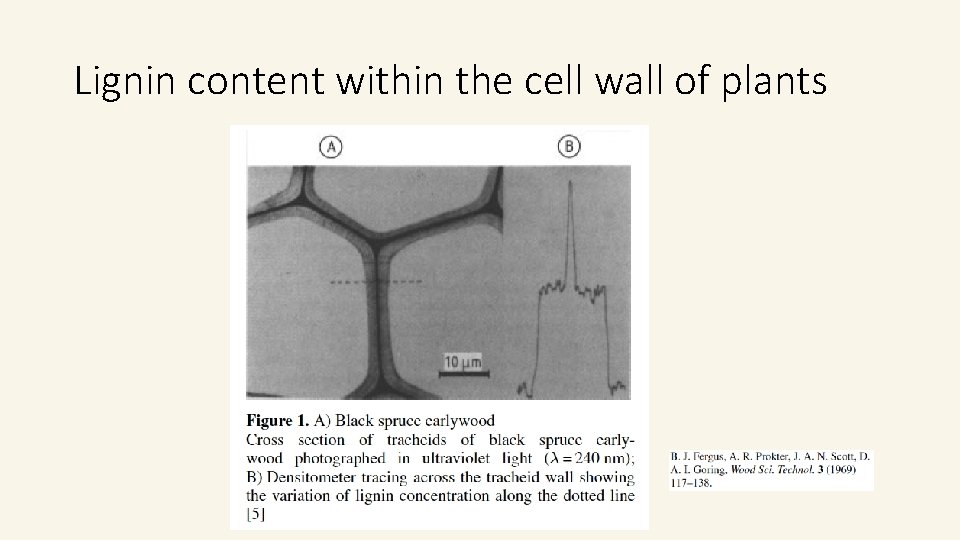 Lignin content within the cell wall of plants Lignin content within the cell wall of plants