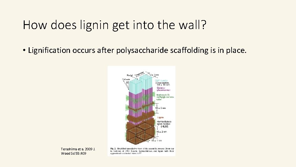 How does lignin get into the wall? • Lignification occurs after polysaccharide scaffolding is How does lignin get into the wall? • Lignification occurs after polysaccharide scaffolding is