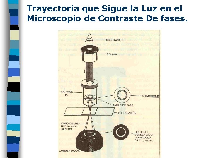 Trayectoria que Sigue la Luz en el Microscopio de Contraste De fases. 