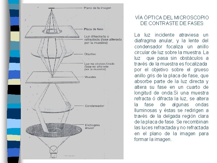 VÍA ÓPTICA DEL MICROSCOPIO DE CONTRASTE DE FASES La luz incidente atraviesa un diafragma