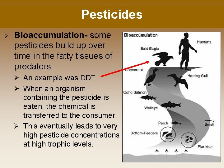 Pesticides Ø Bioaccumulation- some pesticides build up over time in the fatty tissues of