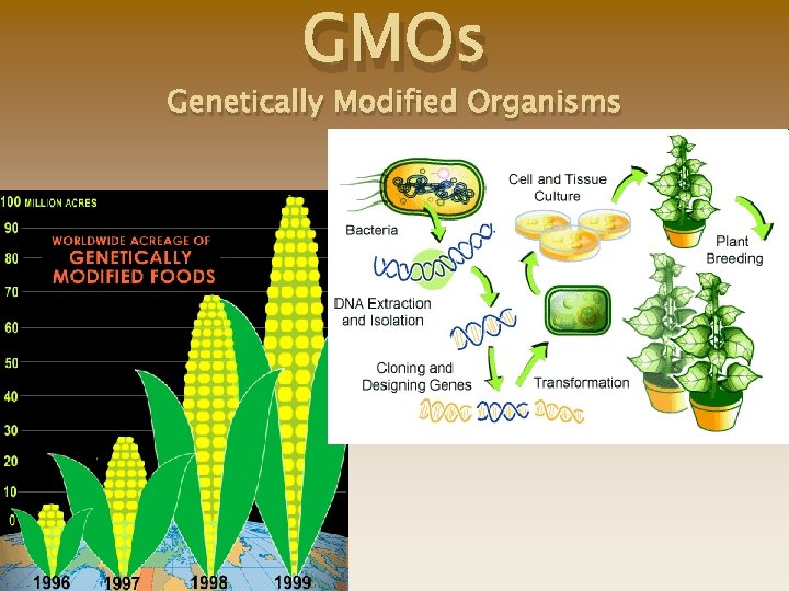GMOs Genetically Modified Organisms 