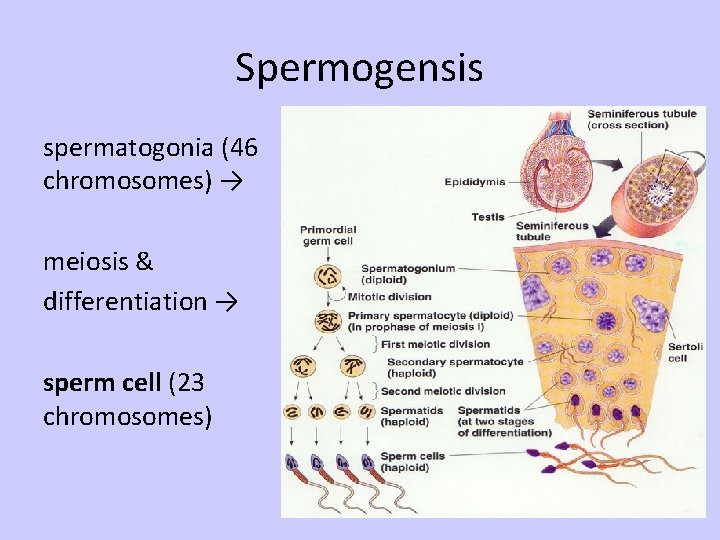 Spermogensis spermatogonia (46 chromosomes) → meiosis & differentiation → sperm cell (23 chromosomes) 