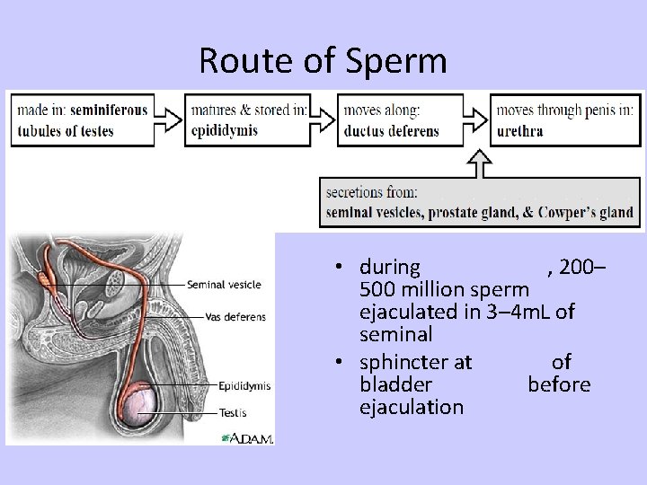 Route of Sperm • during , 200– 500 million sperm ejaculated in 3– 4
