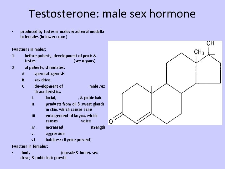 Testosterone: male sex hormone • produced by testes in males & adrenal medulla in