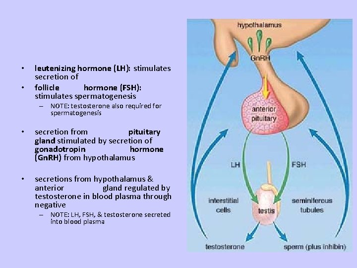  • • leutenizing hormone (LH): stimulates secretion of follicle hormone (FSH): stimulates spermatogenesis
