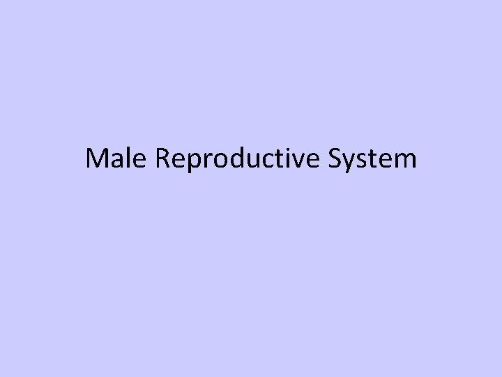 Male Reproductive System 