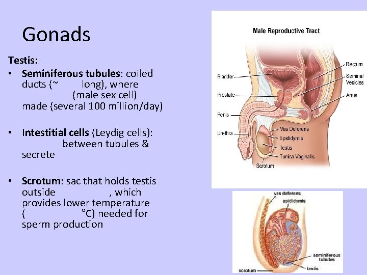 Gonads Testis: • Seminiferous tubules: coiled ducts (~ long), where (male sex cell) made