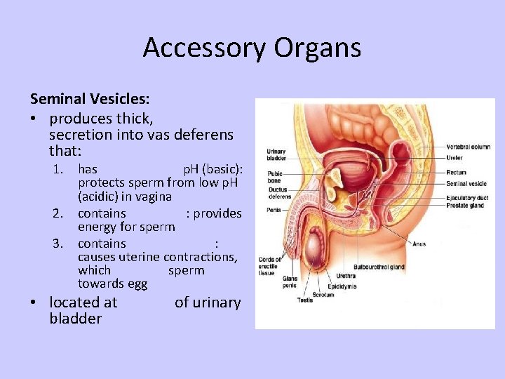 Accessory Organs Seminal Vesicles: • produces thick, secretion into vas deferens that: 1. has