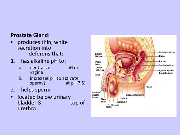 Prostate Gland: • produces thin, white secretion into deferens that: 1. has alkaline p.