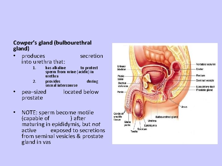Cowper’s gland (bulbourethral gland) • produces secretion into urethra that: 1. 2. has alkaline