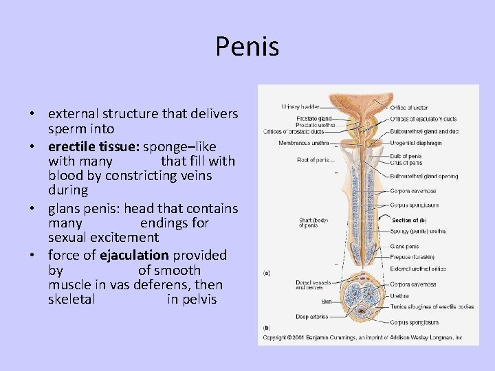 Penis • external structure that delivers sperm into • erectile tissue: sponge–like with many