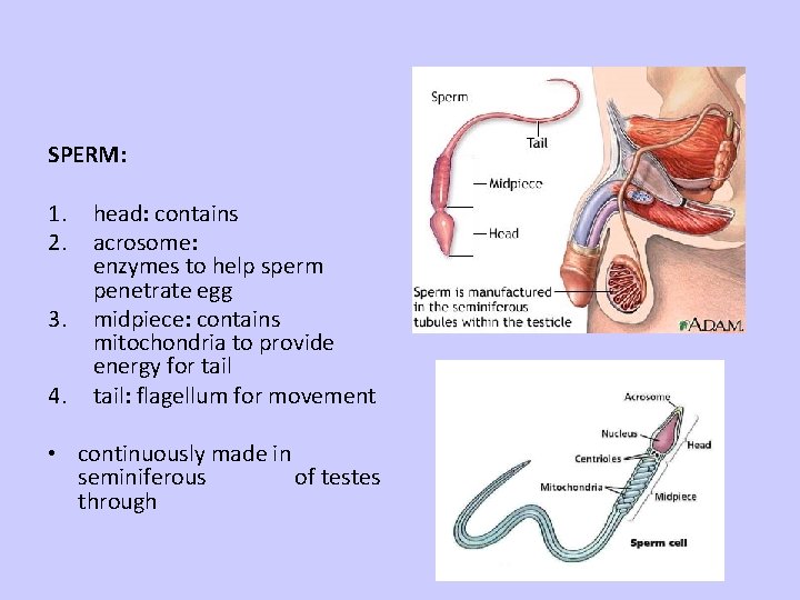 SPERM: 1. 2. 3. 4. head: contains acrosome: enzymes to help sperm penetrate egg