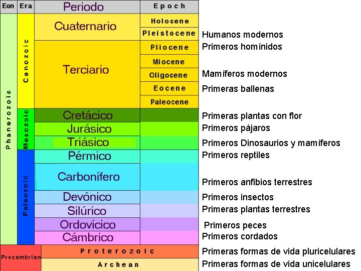 Humanos modernos Primeros homínidos Mamíferos modernos Primeras ballenas Primeras plantas con flor Primeros pájaros