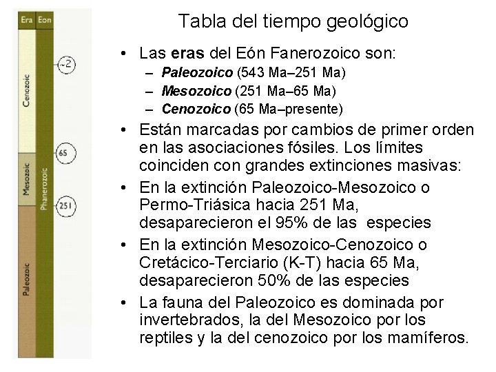 Tabla del tiempo geológico • Las eras del Eón Fanerozoico son: – Paleozoico (543