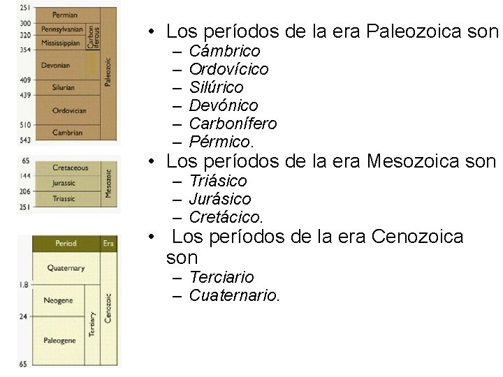  • Los períodos de la era Paleozoica son – – – Cámbrico Ordovícico