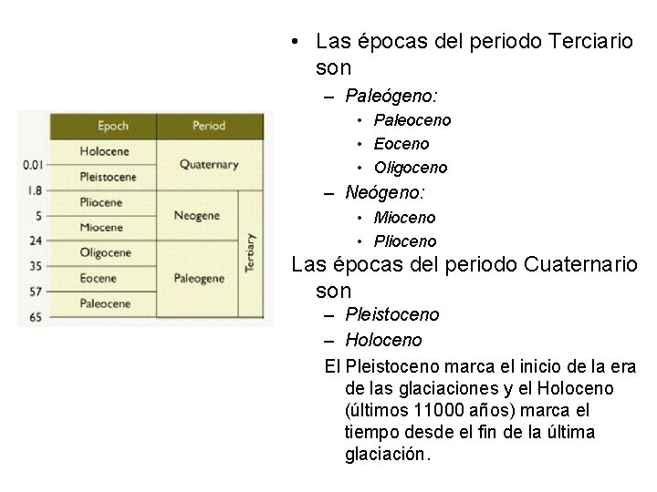  • Las épocas del periodo Terciario son – Paleógeno: • Paleoceno • Eoceno