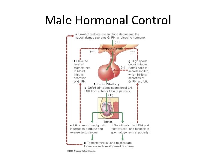 Male Hormonal Control 