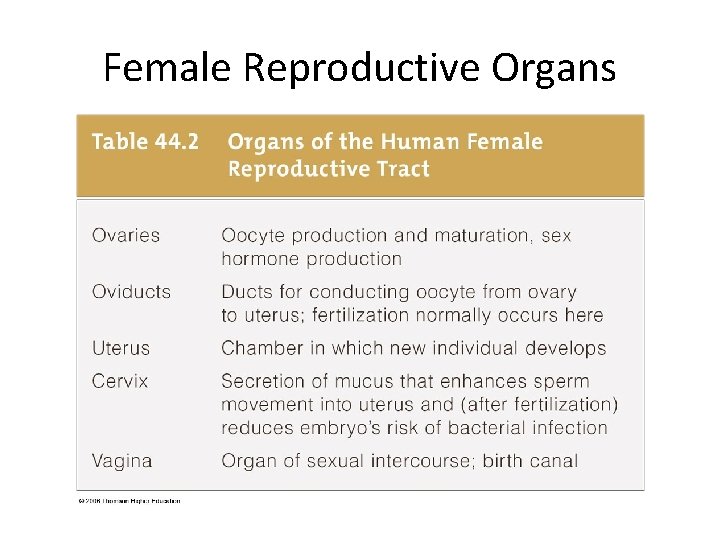 Female Reproductive Organs 