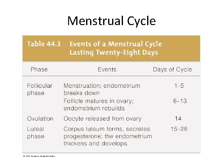 Menstrual Cycle 