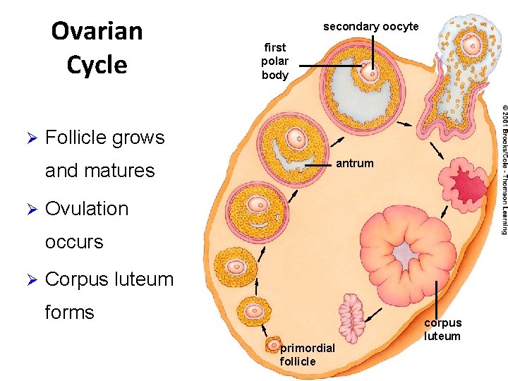 Ovarian Cycle Ø secondary oocyte first polar body Follicle grows antrum and matures Ø
