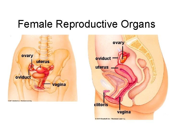 Female Reproductive Organs ovary oviduct uterus oviduct vagina clitoris vagina 