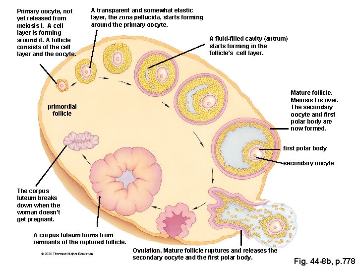 Primary oocyte, not yet released from meiosis I. A cell layer is forming around