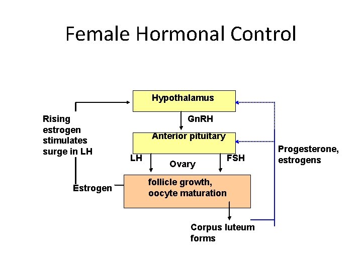 Female Hormonal Control Hypothalamus Rising estrogen stimulates surge in LH Estrogen Gn. RH Anterior
