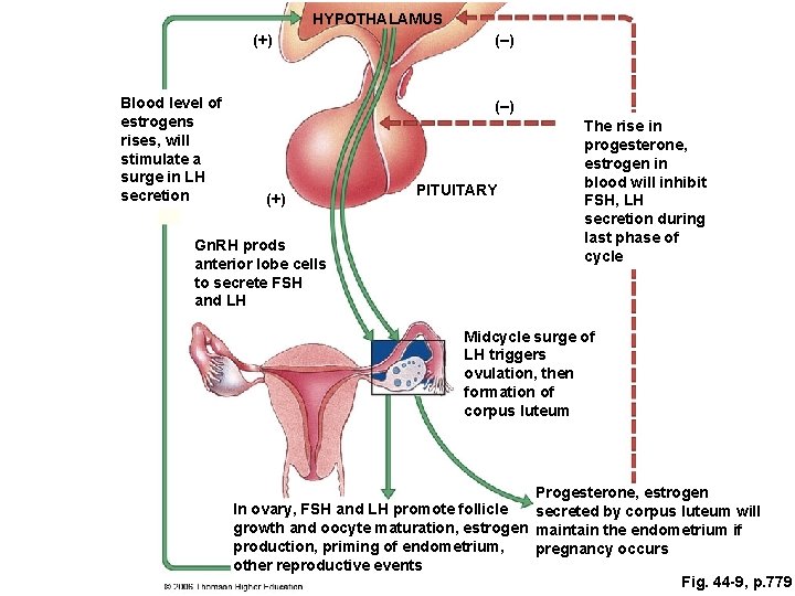 HYPOTHALAMUS (+) Blood level of estrogens rises, will stimulate a surge in LH secretion