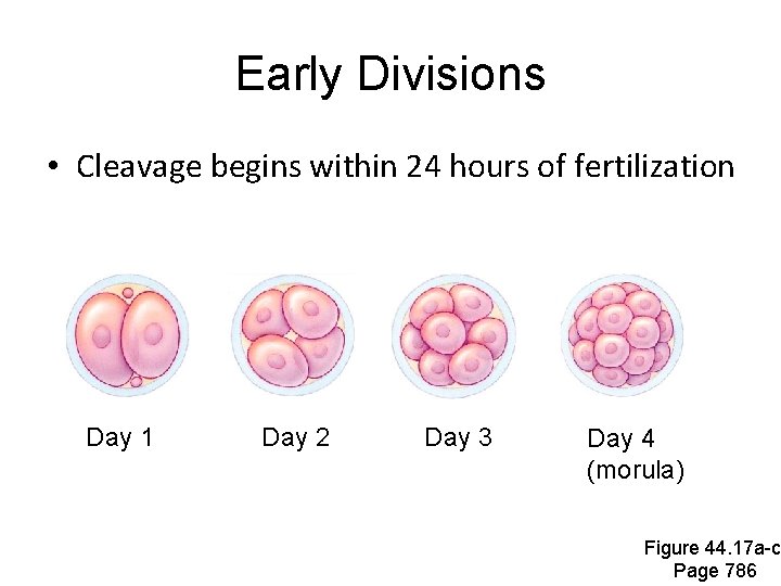 Early Divisions • Cleavage begins within 24 hours of fertilization Day 1 Day 2