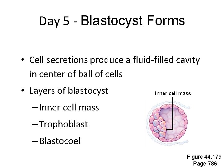 Day 5 - Blastocyst Forms • Cell secretions produce a fluid-filled cavity in center