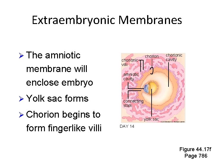 Extraembryonic Membranes Ø The amniotic membrane will enclose embryo Ø Yolk sac forms chorionic