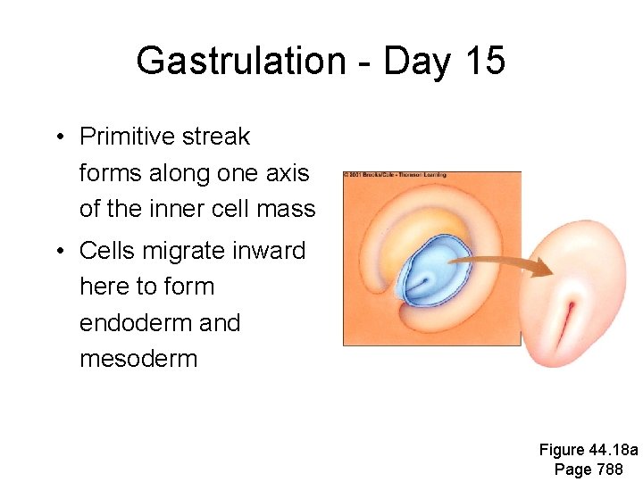 Gastrulation - Day 15 • Primitive streak forms along one axis of the inner