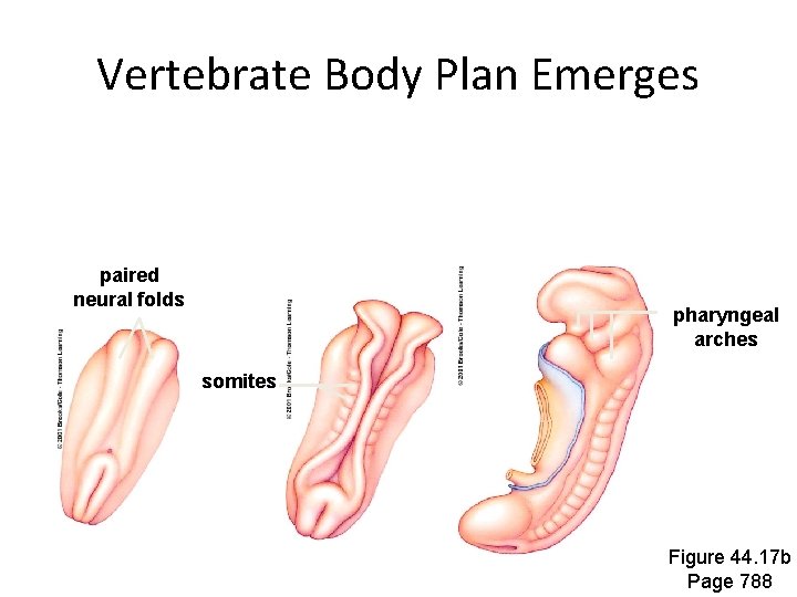 Vertebrate Body Plan Emerges paired neural folds pharyngeal arches somites Figure 44. 17 b