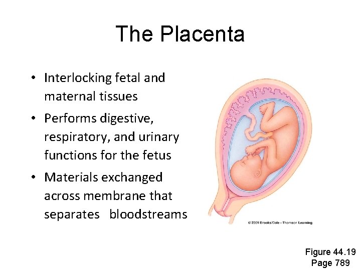 The Placenta • Interlocking fetal and maternal tissues • Performs digestive, respiratory, and urinary