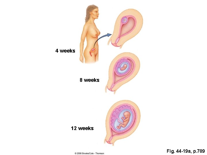 4 weeks 8 weeks 12 weeks Fig. 44 -19 a, p. 789 