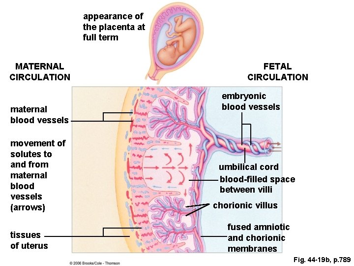 appearance of the placenta at full term MATERNAL CIRCULATION maternal blood vessels movement of