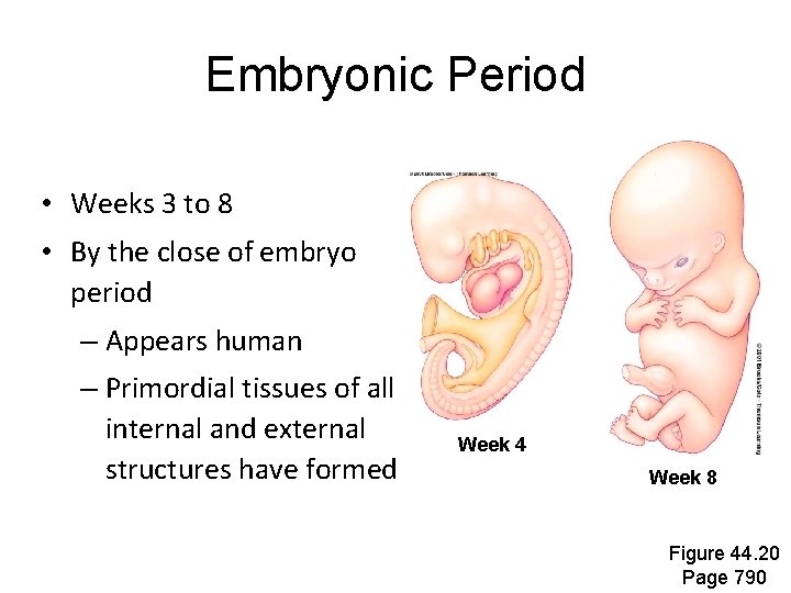 Embryonic Period • Weeks 3 to 8 • By the close of embryo period