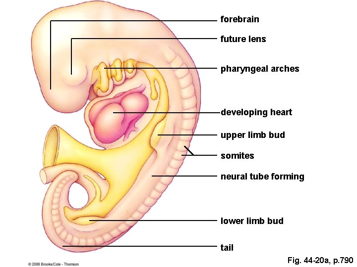 forebrain future lens pharyngeal arches developing heart upper limb bud somites neural tube forming