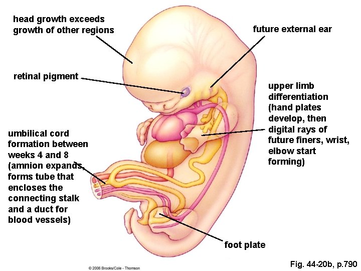 head growth exceeds growth of other regions future external ear retinal pigment upper limb