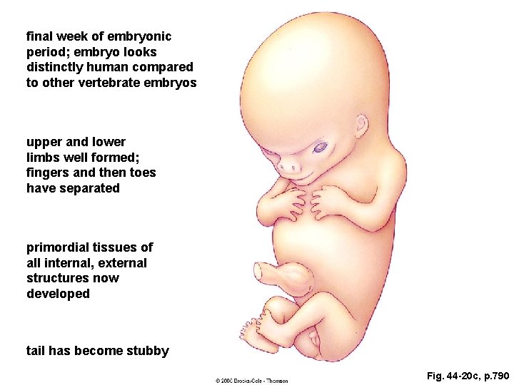 final week of embryonic period; embryo looks distinctly human compared to other vertebrate embryos