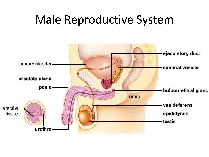Male Reproductive System Male reproductive system 