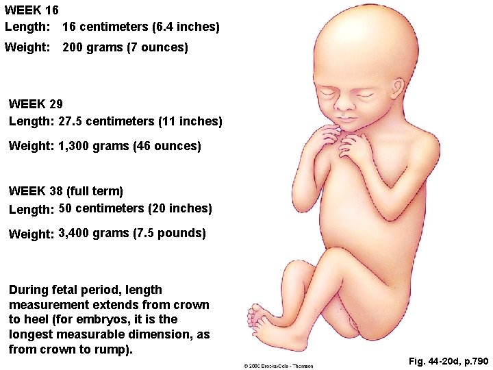 WEEK 16 Length: 16 centimeters (6. 4 inches) Weight: 200 grams (7 ounces) WEEK