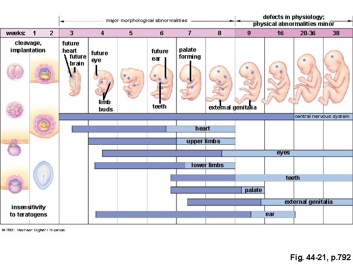 defects in physiology; physical abnormalities minor major morphological abnormalities weeks: 1 cleavage, implantation 2